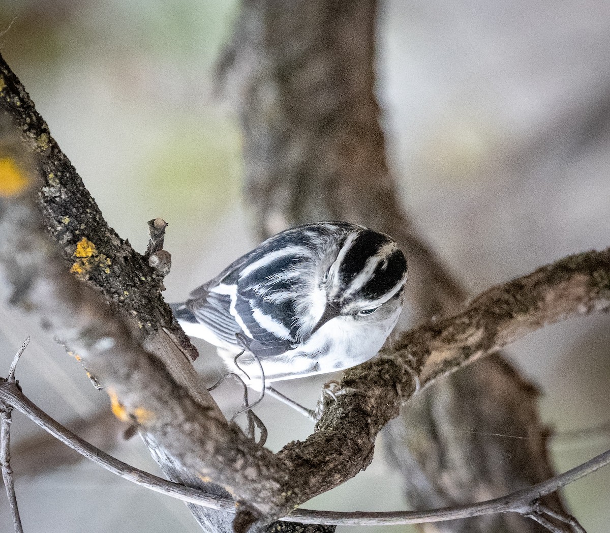 Black-and-white Warbler - Claude Garand