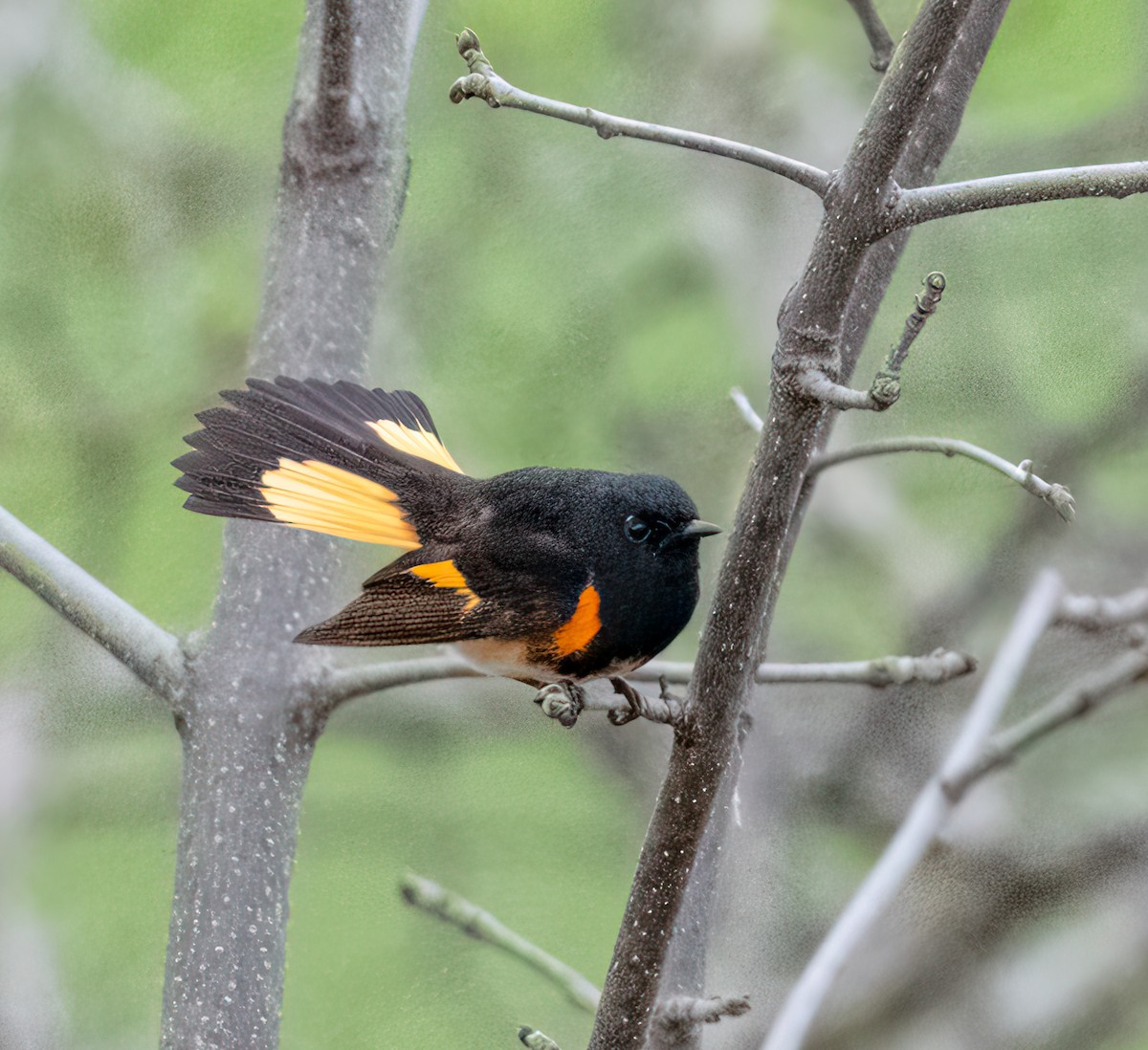 American Redstart - ML618616742