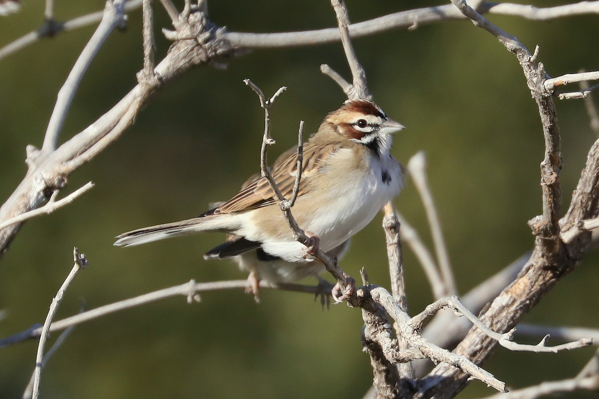 Lark Sparrow - James Rieman