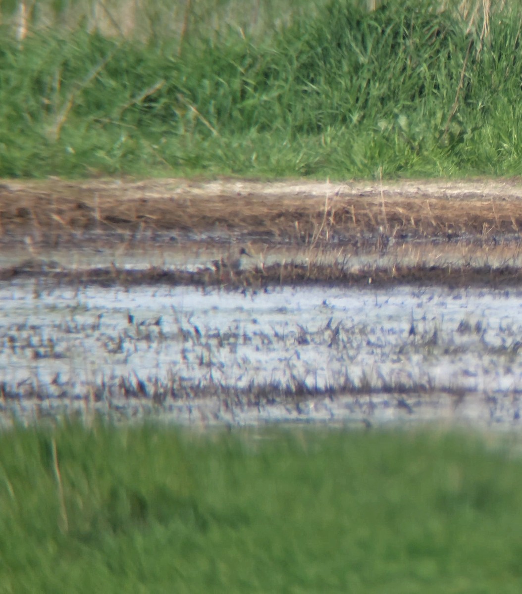 Common Redshank - ML618616885