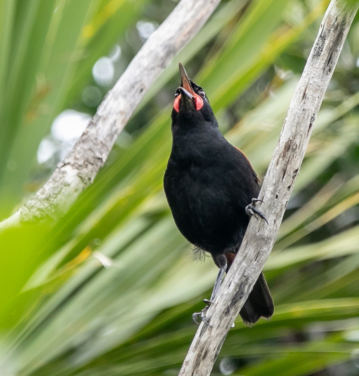 North Island Saddleback - Hoeckman's Wildlife