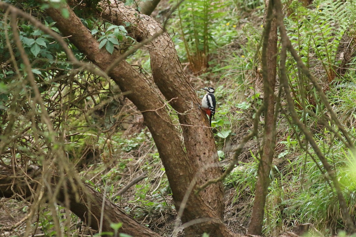Great Spotted Woodpecker - ML618616943