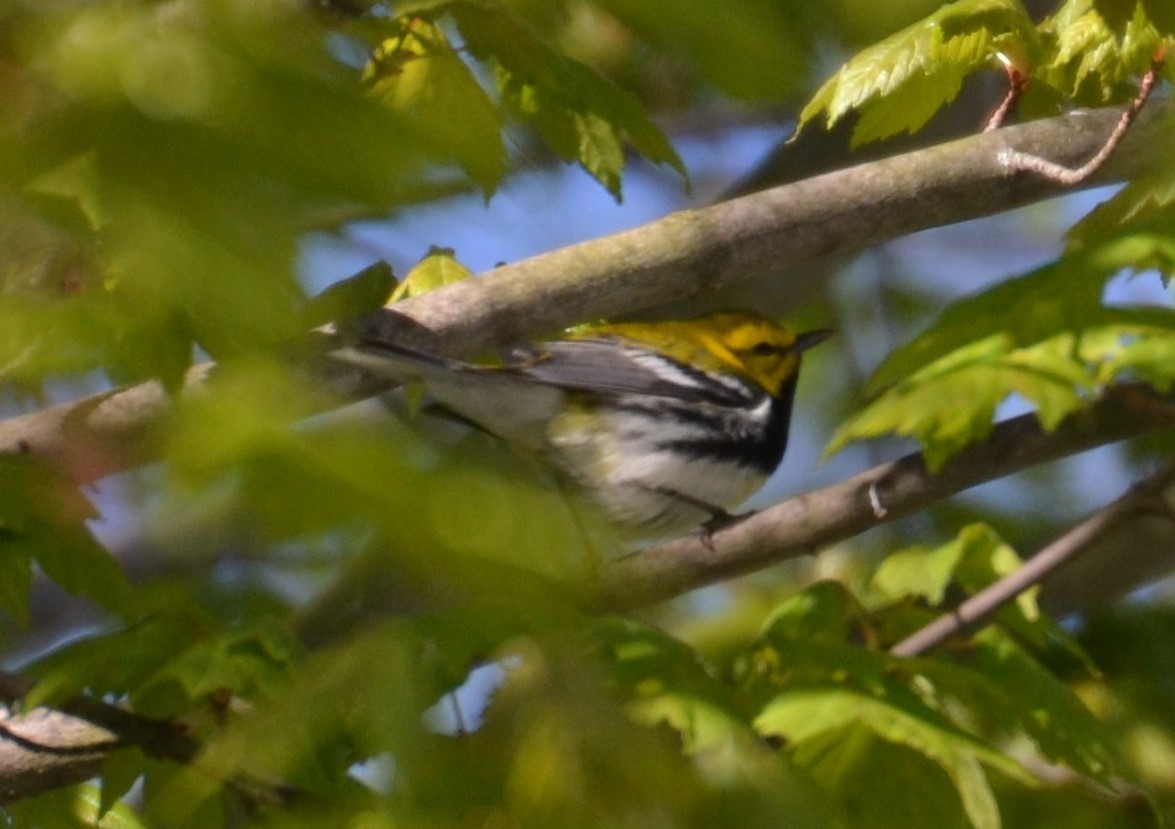 Black-throated Green Warbler - Peggy Mabb