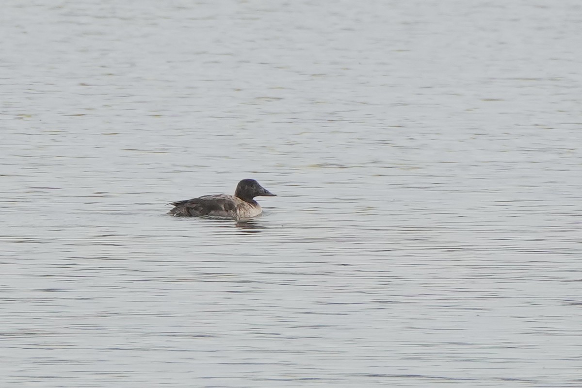 scoter sp. - ML618617010