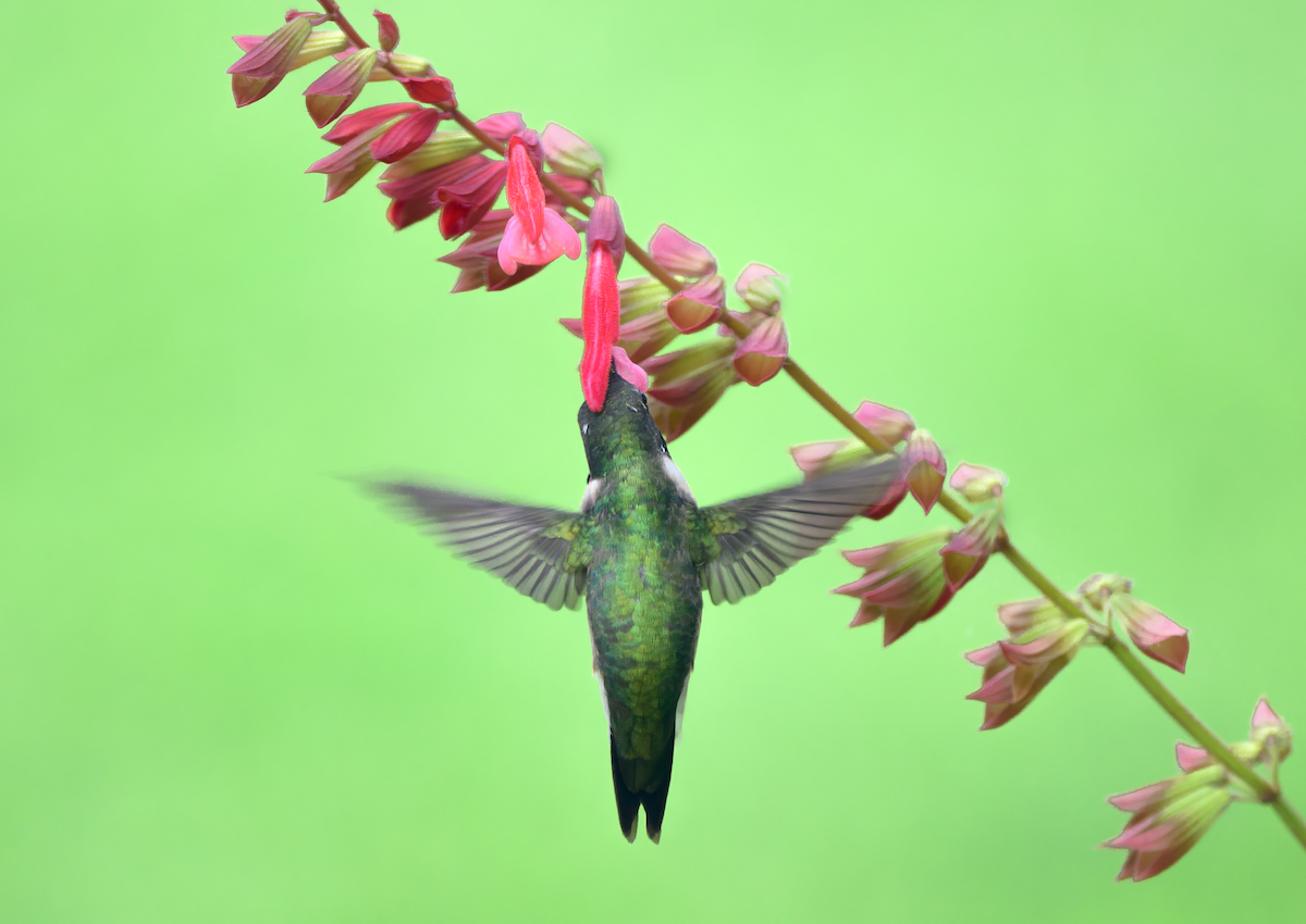 Ruby-throated Hummingbird - Frank Farese