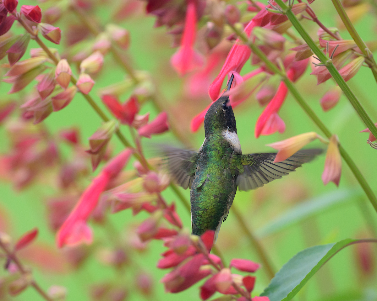 Ruby-throated Hummingbird - Frank Farese