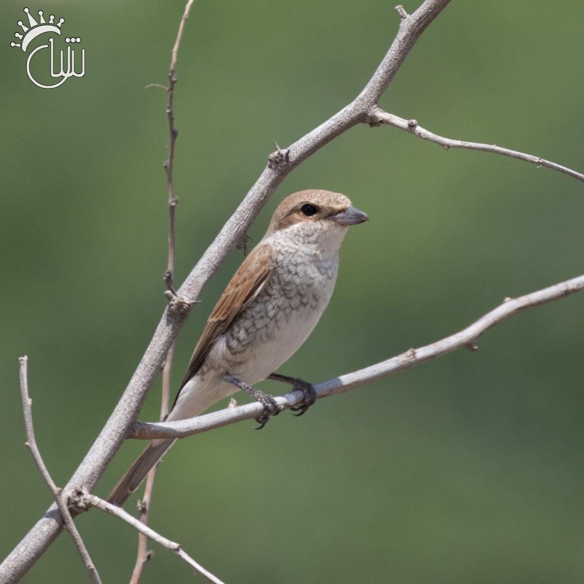 Red-backed Shrike - ML618617049