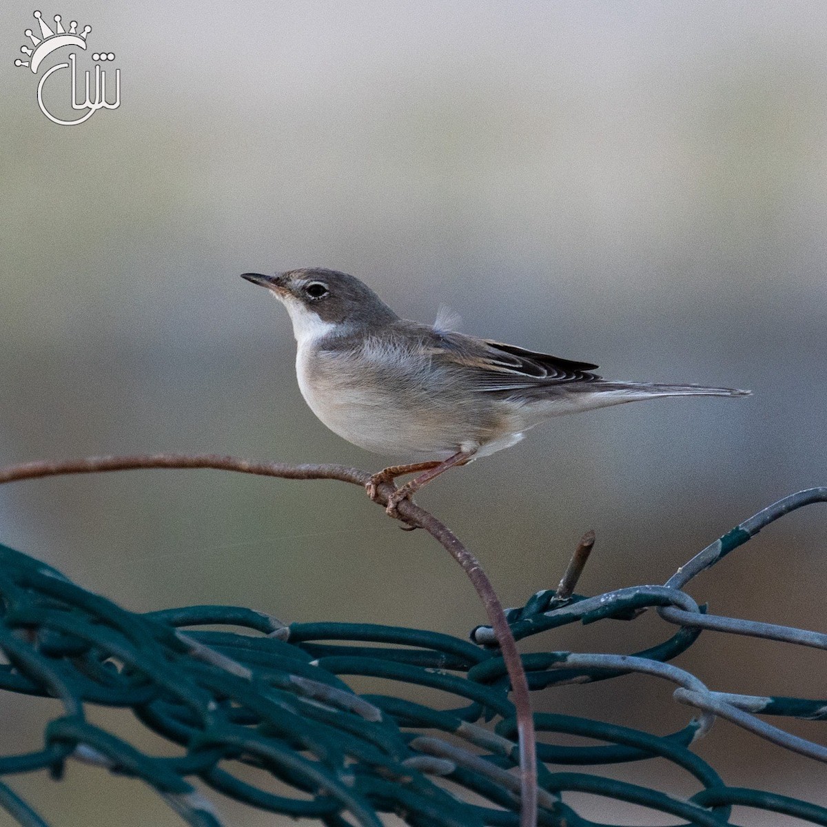 Greater Whitethroat - ML618617056