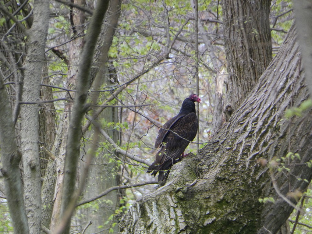 Turkey Vulture - ML618617061