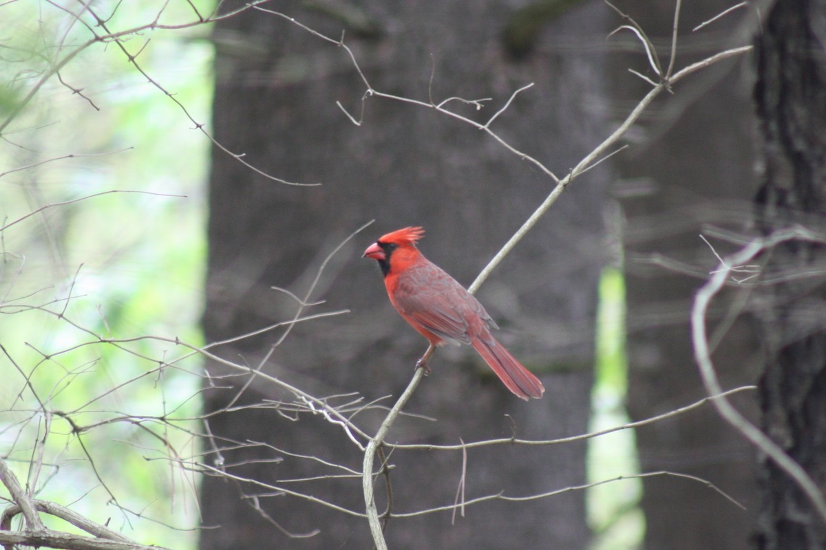 Northern Cardinal - ML618617068