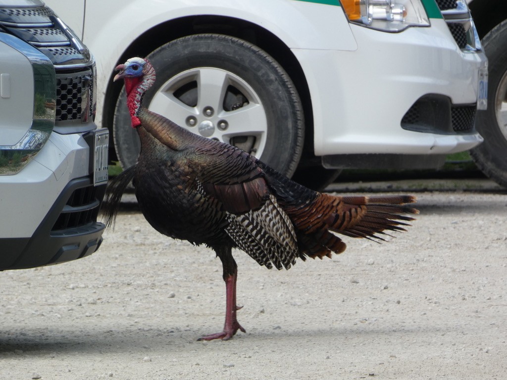 Wild Turkey - ML618617069