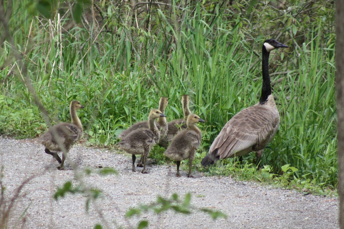 Canada Goose - ML618617083