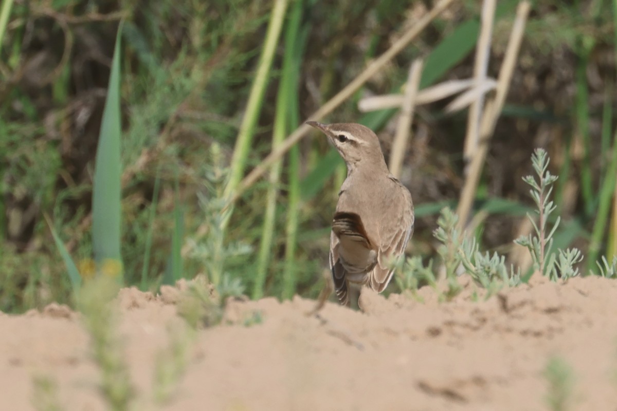 Rufous-tailed Scrub-Robin (Rufous-tailed) - ML618617113