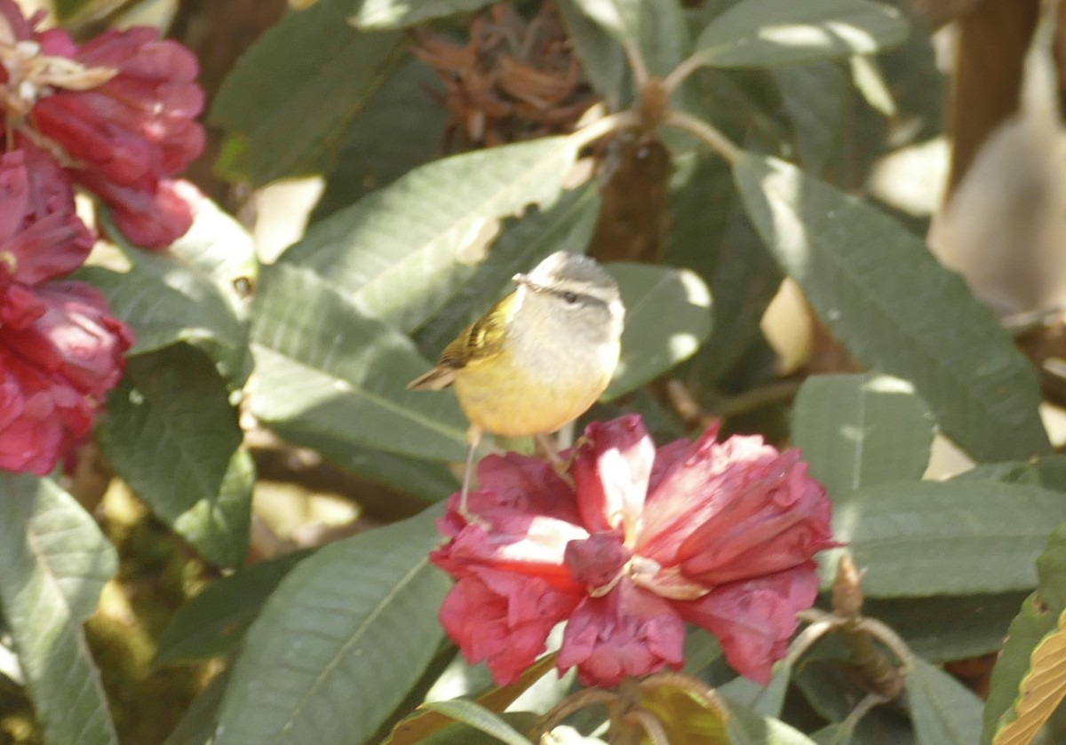 Ashy-throated Warbler - Jean-Paul Boerekamps