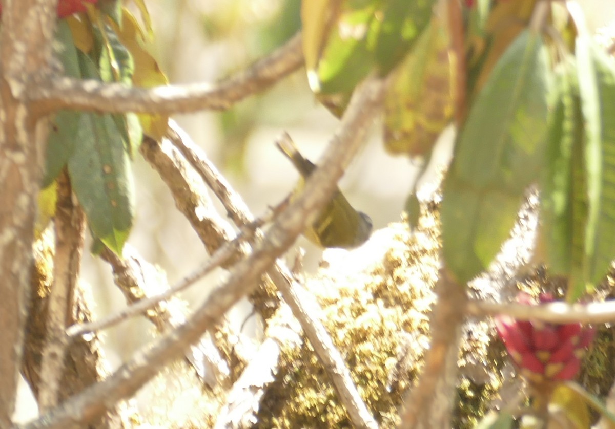 Ashy-throated Warbler - Jean-Paul Boerekamps