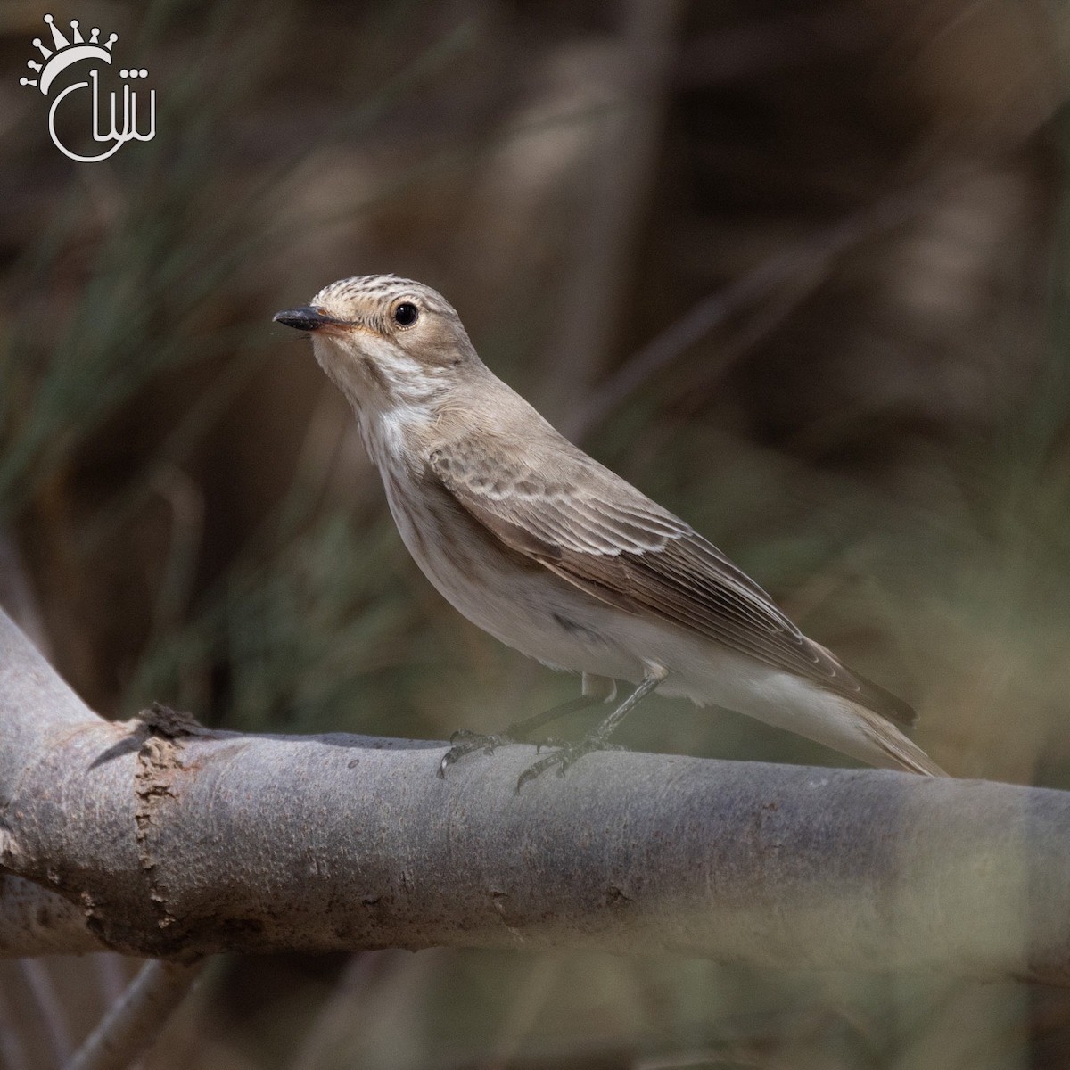 Spotted Flycatcher - ML618617211