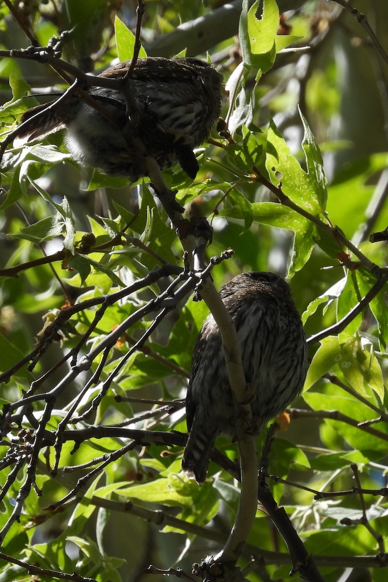 Northern Pygmy-Owl (Mountain) - ML618617220