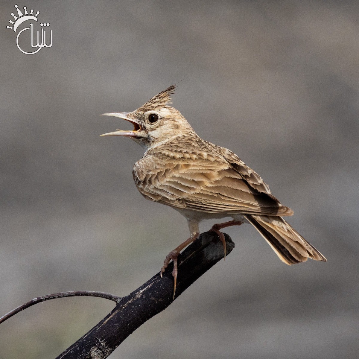 Crested Lark - Mohamed Shah