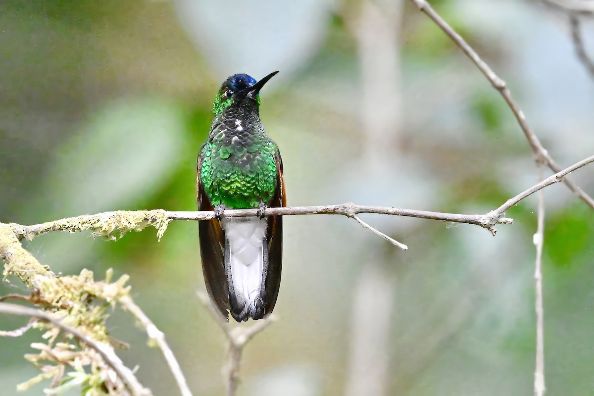 Blue-capped Hummingbird - Gerald Friesen