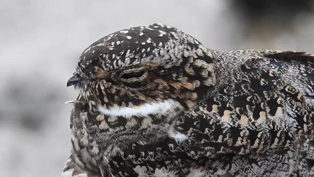 Common Nighthawk - ML618617248