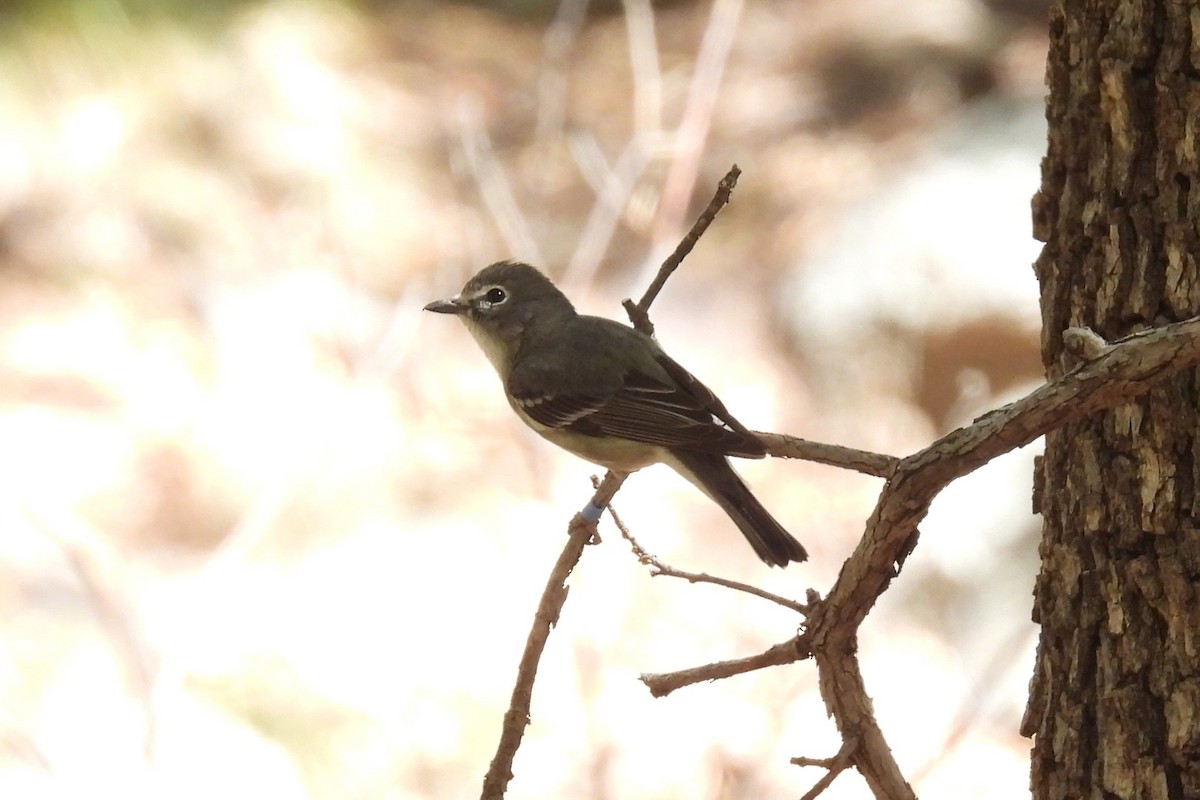 Plumbeous Vireo - ML618617251