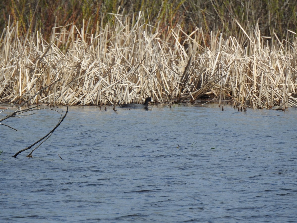 American Coot - ML618617253