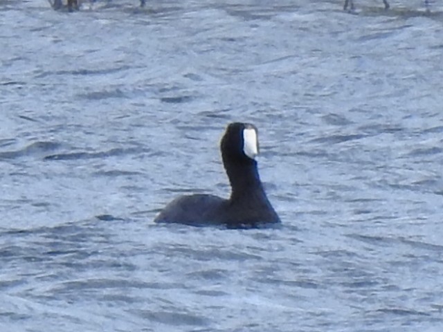 American Coot - ML618617261