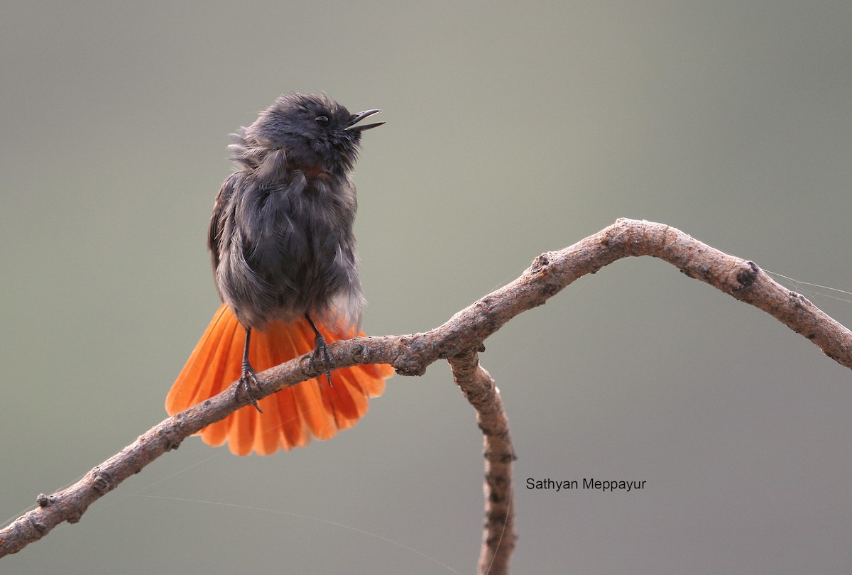 Plumbeous Redstart - ML61861731