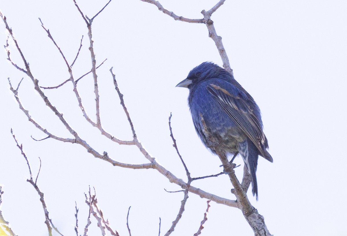 passerine sp. - David Barton