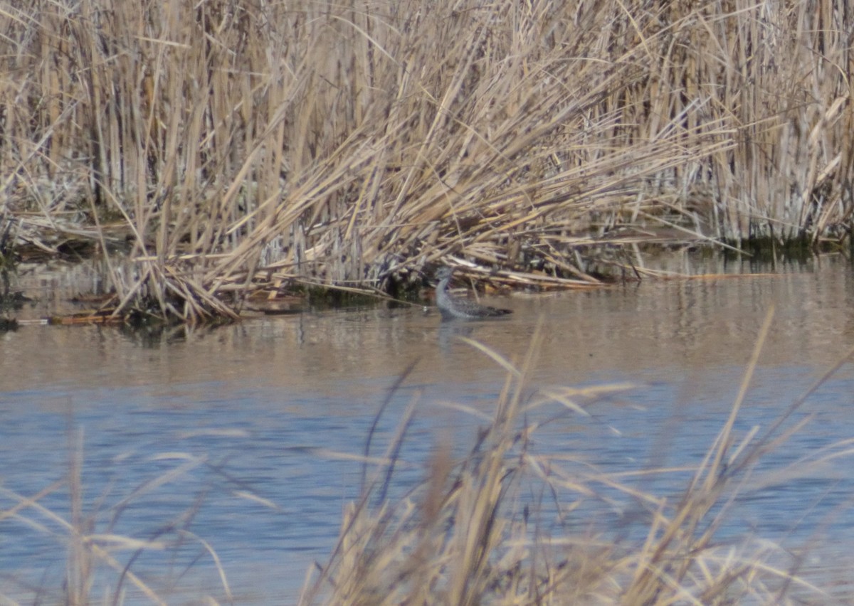 Greater Yellowlegs - ML618617339