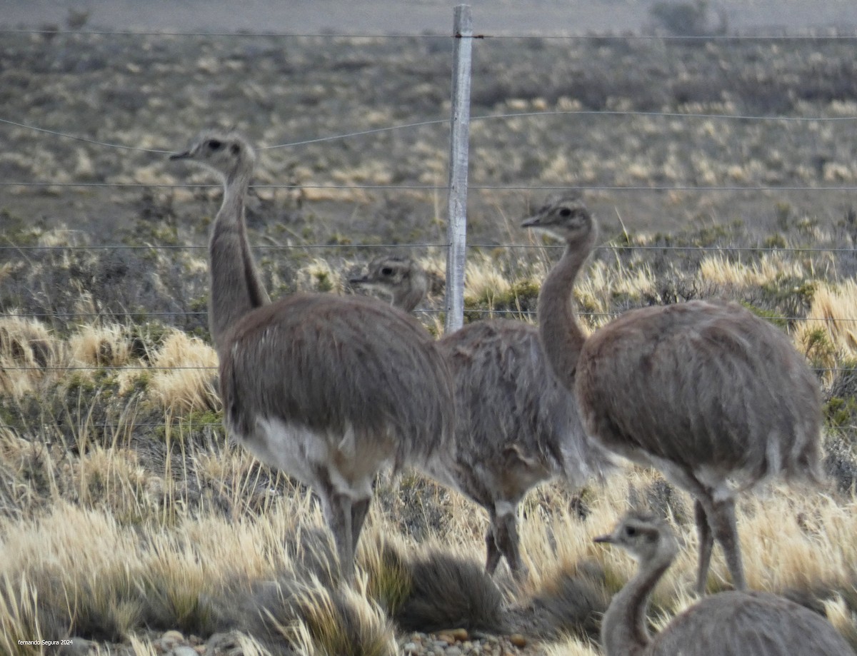 Lesser Rhea - ML618617344