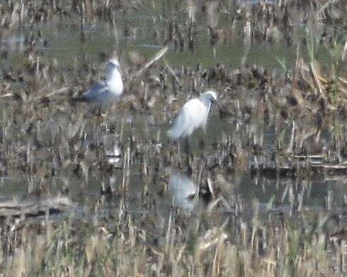 Snowy Egret - ML618617346