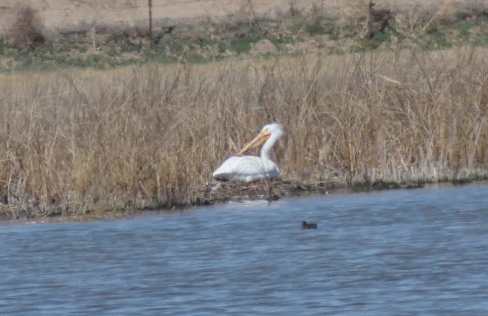 American White Pelican - ML618617354