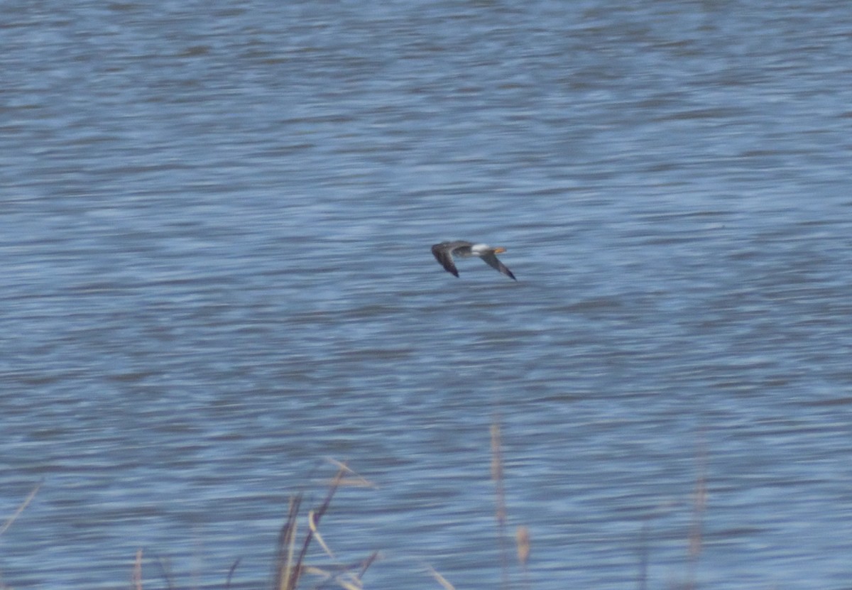 Greater Yellowlegs - ML618617360