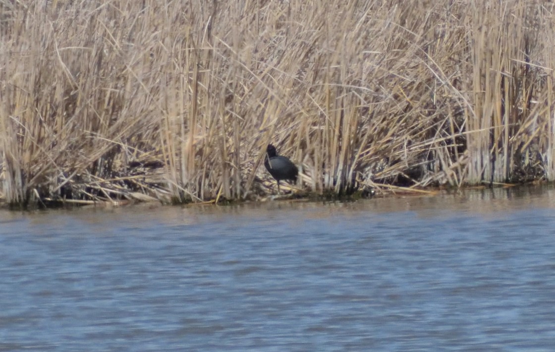 American Coot - ML618617367