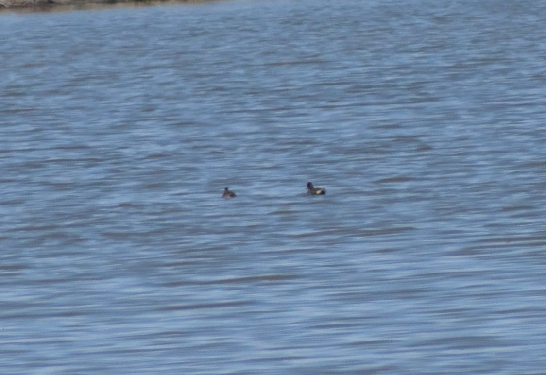 Green-winged Teal - ML618617369