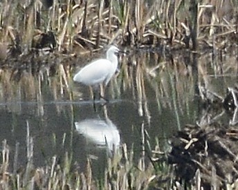 Snowy Egret - ML618617370