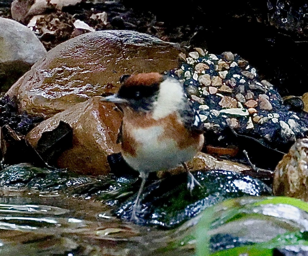 Bay-breasted Warbler - Dean Silvers