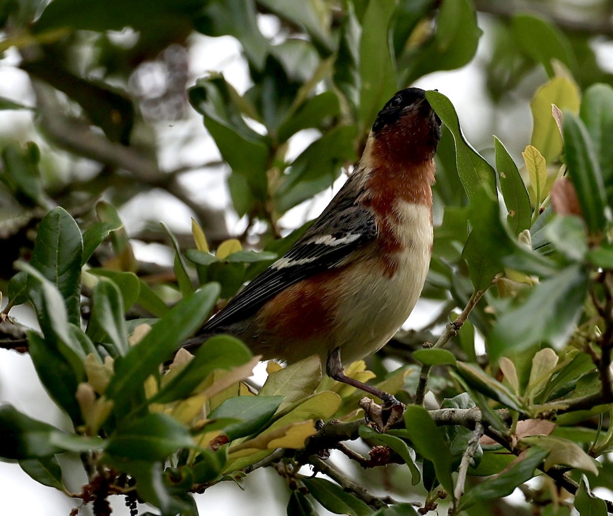 Bay-breasted Warbler - Dean Silvers