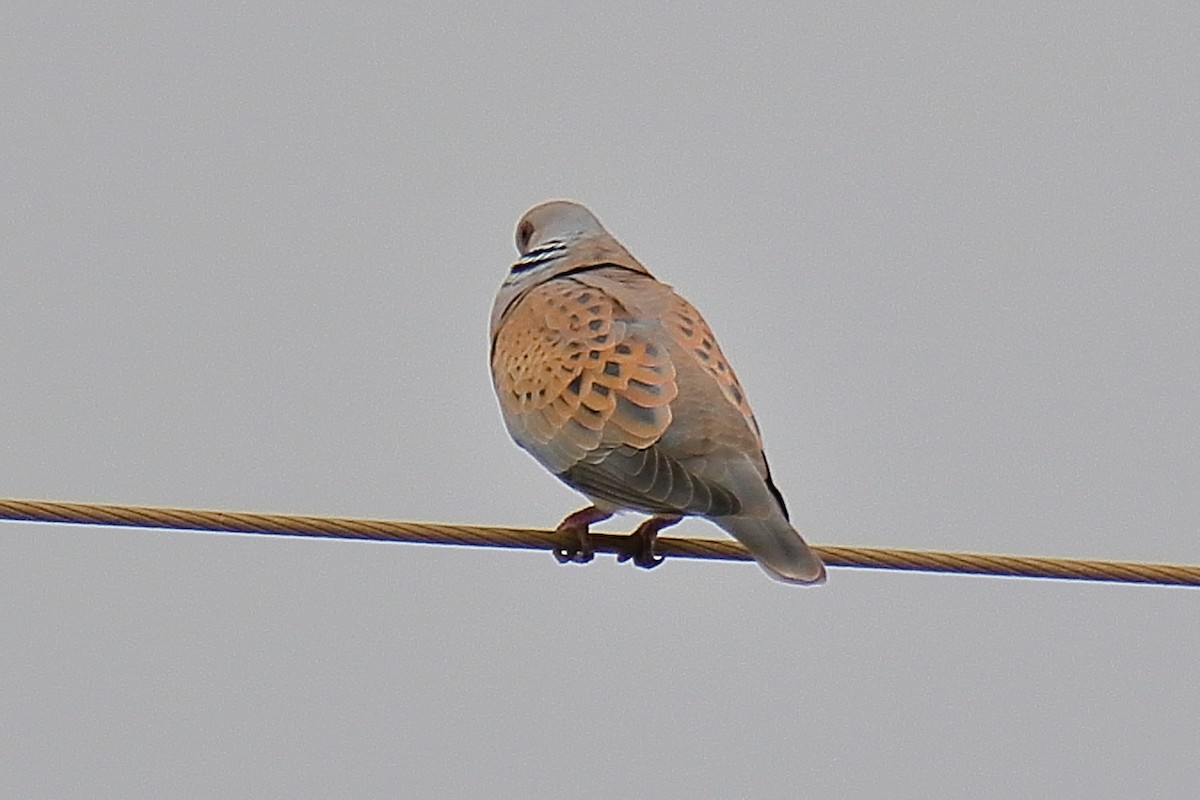 European Turtle-Dove - Juan Sebastian Barrero