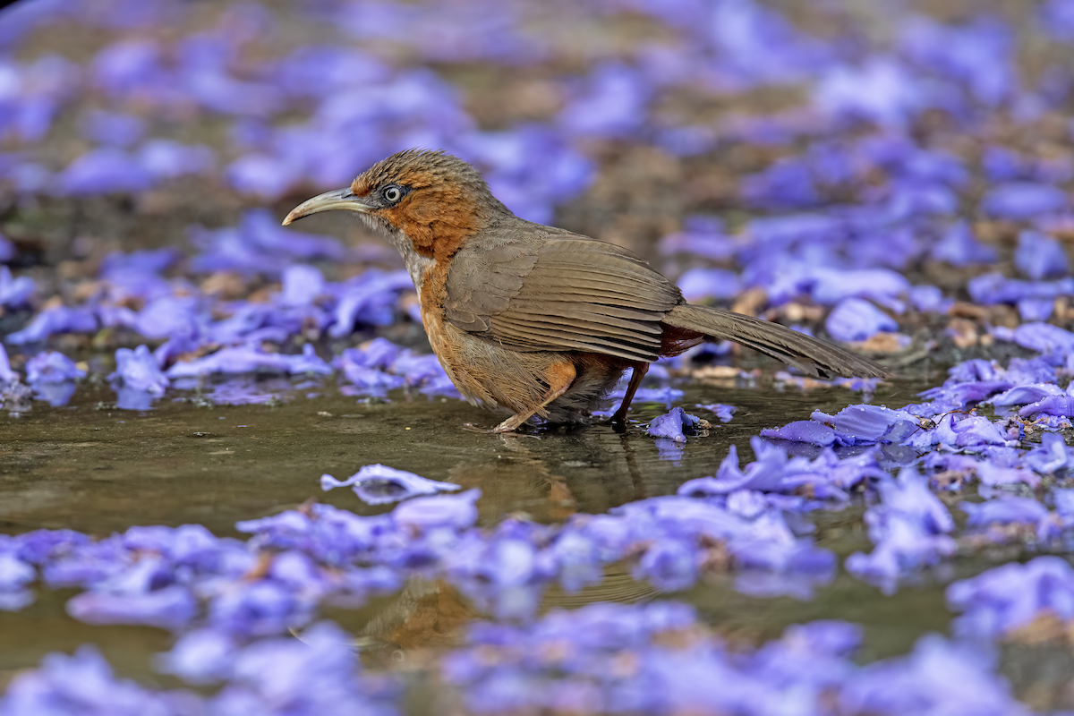 Rusty-cheeked Scimitar-Babbler - ML618617406