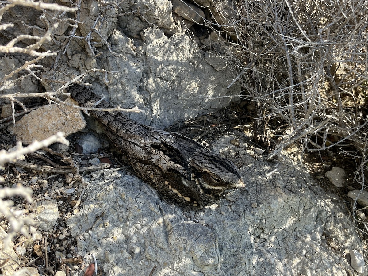 Eurasian Nightjar - ML618617492