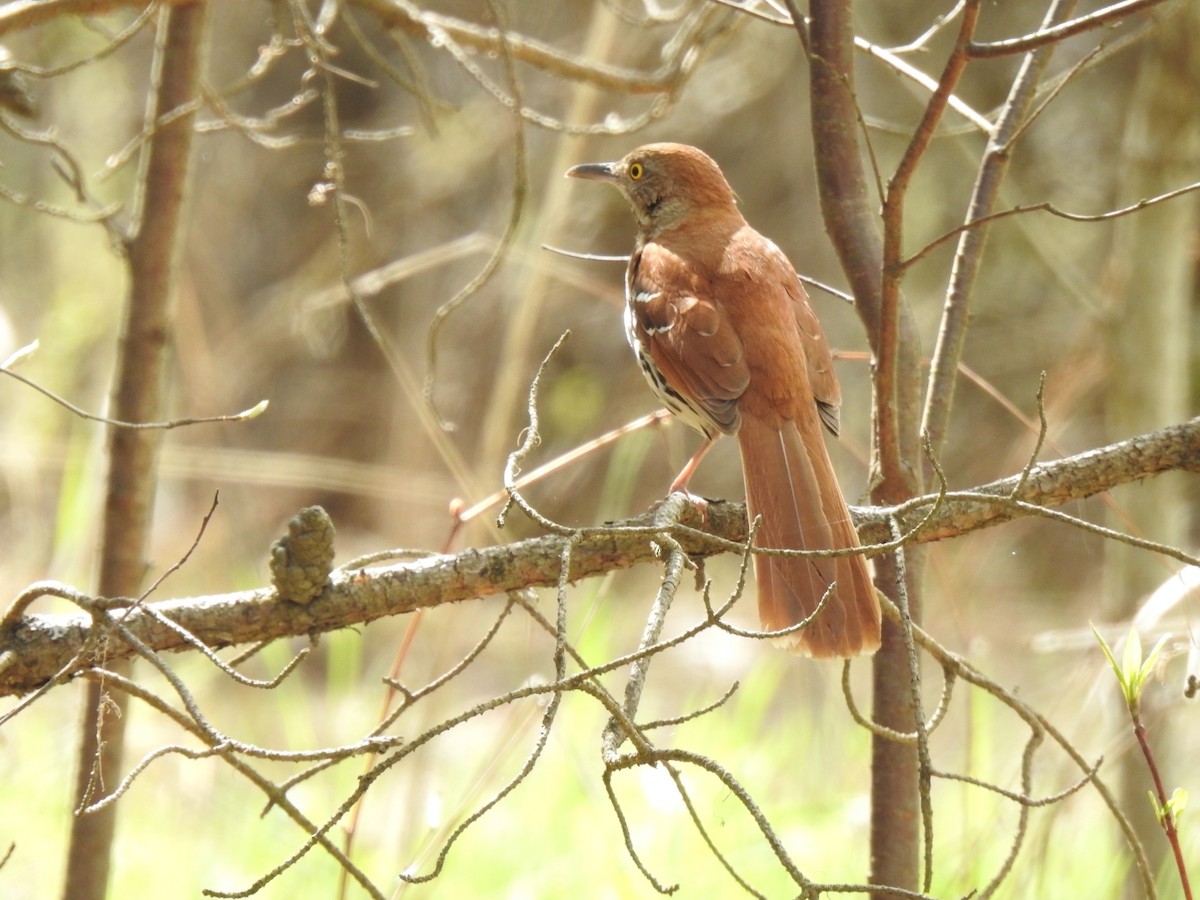 Brown Thrasher - André St Pierre Aline Beauchemin