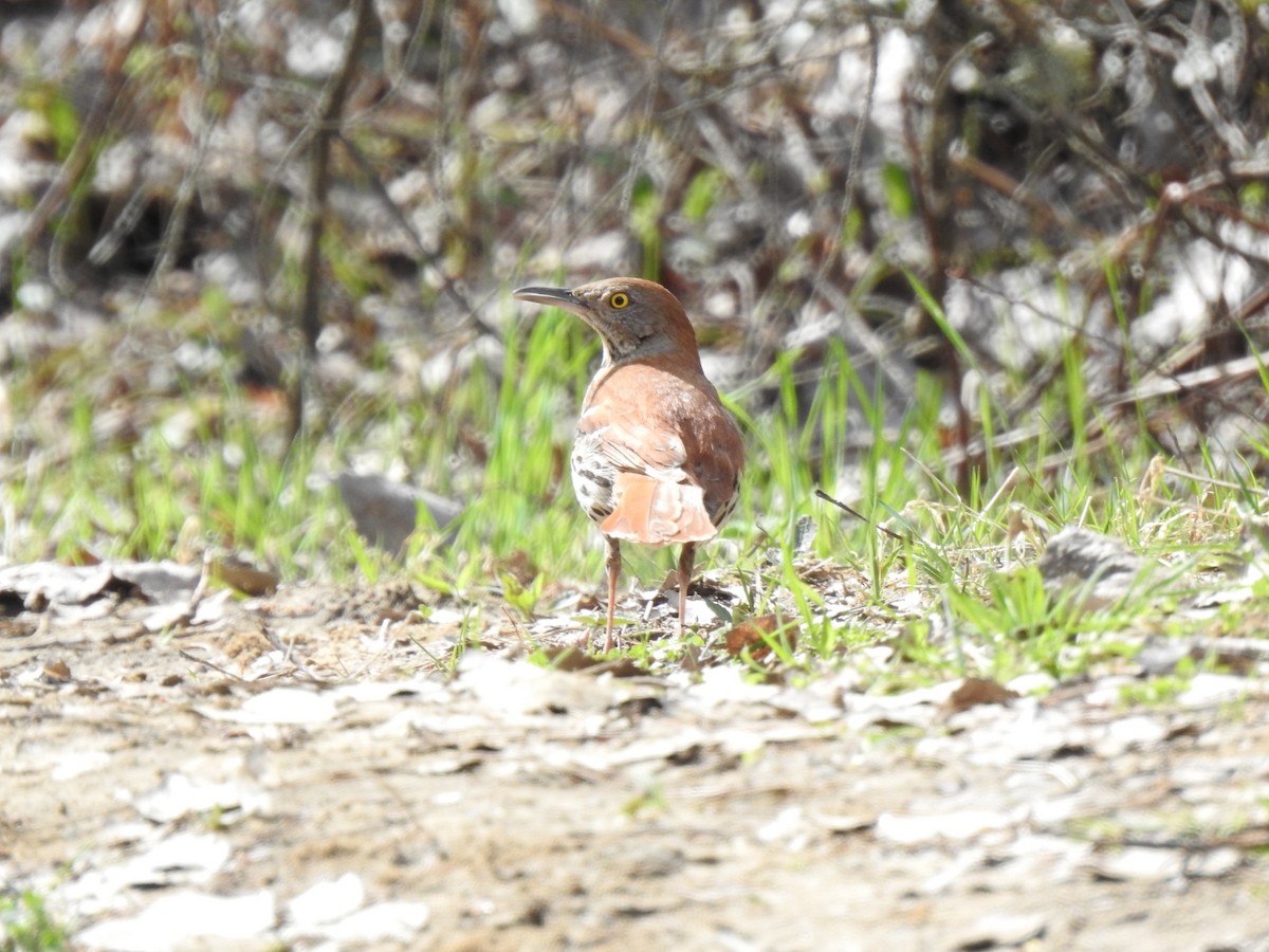 Brown Thrasher - André St Pierre Aline Beauchemin