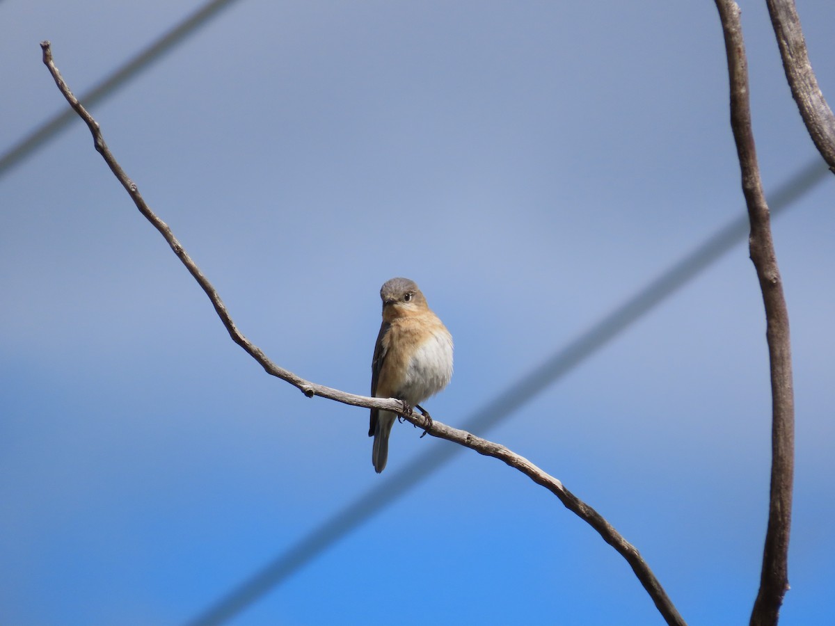 Eastern Bluebird - Michel Bourassa (T-R)