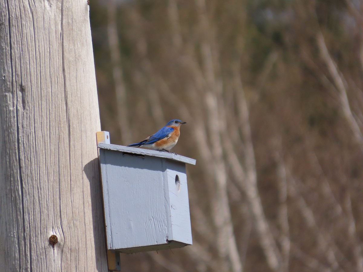 Eastern Bluebird - Michel Bourassa (T-R)