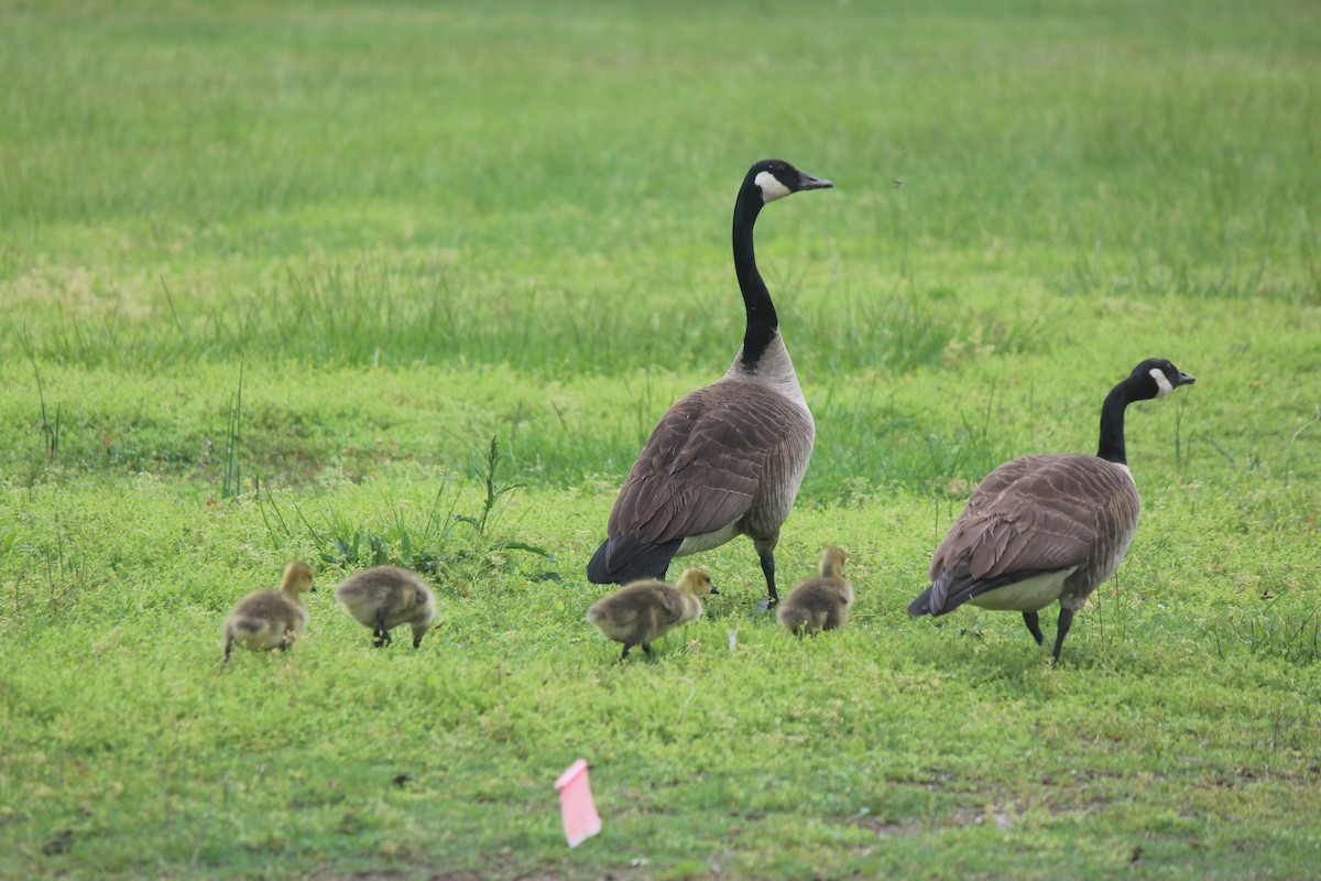 Canada Goose - ML618617661