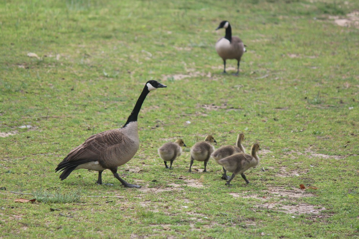 Canada Goose - ML618617662