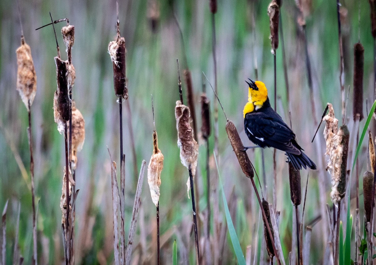 Yellow-headed Blackbird - Pat Snyder