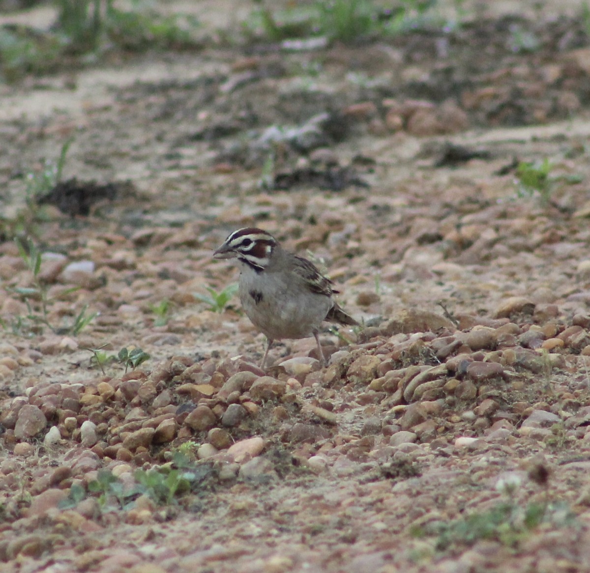 Lark Sparrow - ML618617674